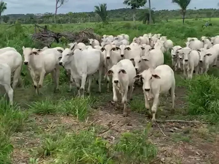 Propriedade rural assistida pela Projetec no Maranhão