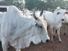 Registro de campo — Fazenda São João do Lagão (Coroatá - MA)